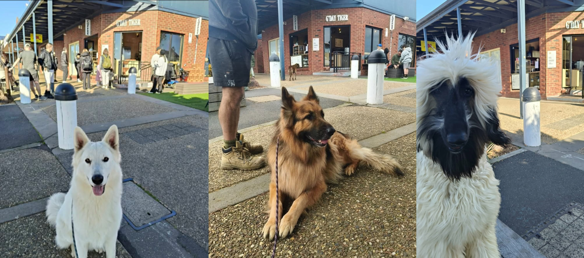 5 steps to success - dogs relaxing at a cafe